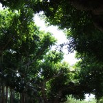 GreenTrees